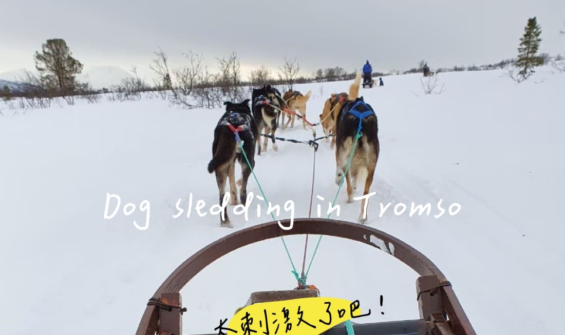 「狗拉雪橇」超刺激好玩的雪地奔馳自駕雪橇，沒體驗過不算來過特羅姆瑟！