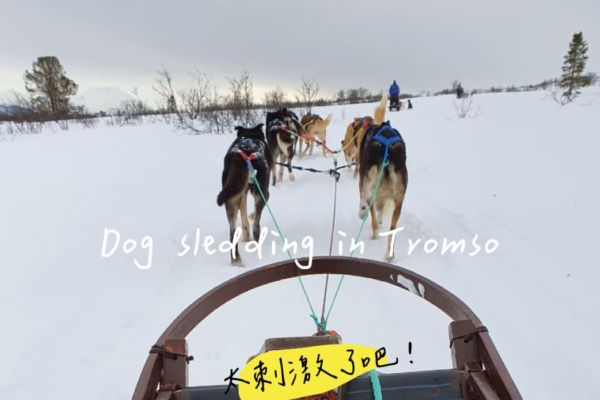 「狗拉雪橇」超刺激好玩的雪地奔馳自駕雪橇，沒體驗過不算來過特羅姆瑟！