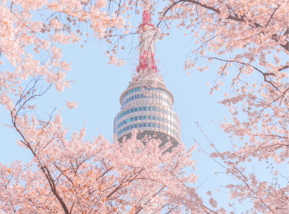 首爾櫻花